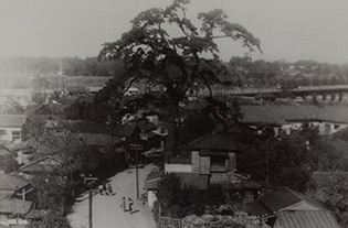 昭和20年代の諏訪の一本松の白黒写真